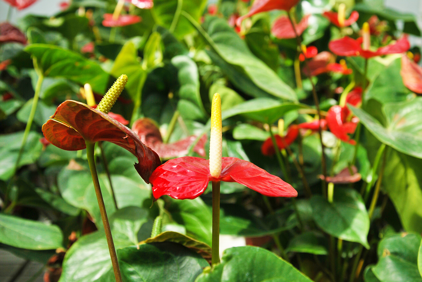 Destination Fort de France